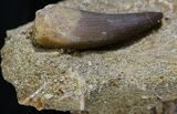 Fossil Plesiosaur Tooth On Matrix #25220-1